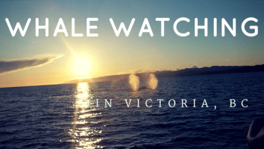 Whale Watching in Victoria, BC - Solemate Adventures