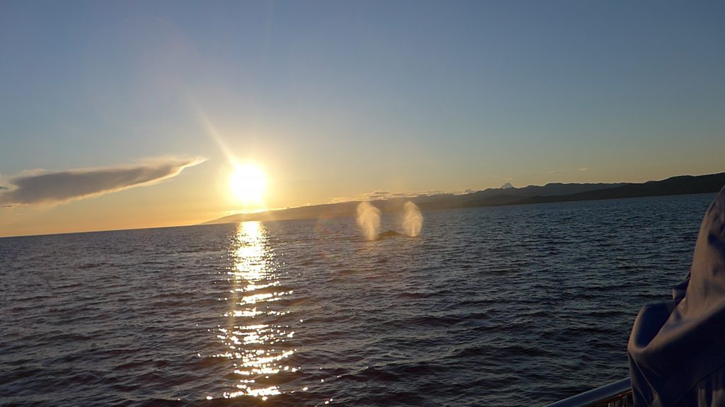 Whale Watching in Victoria, BC - Solemate Adventures