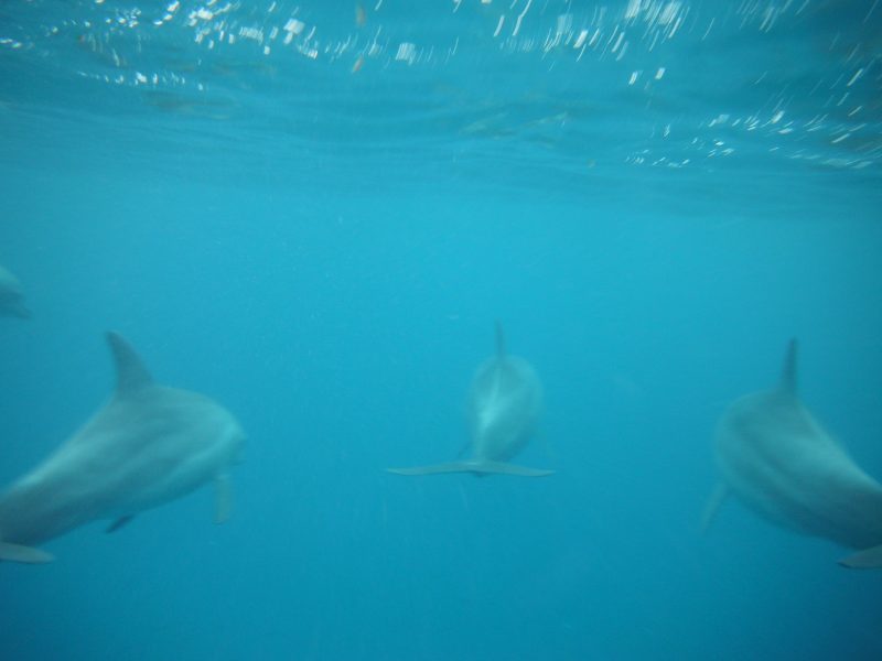 Swimming with Dolphins in Zanzibar - Solemate Adventures