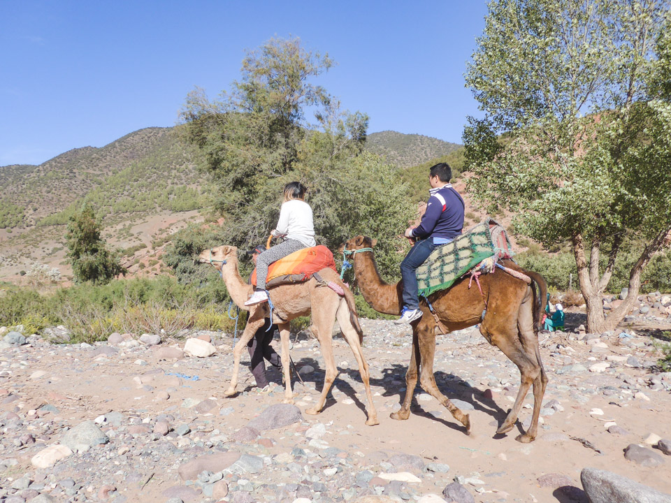 Camels in Morocco