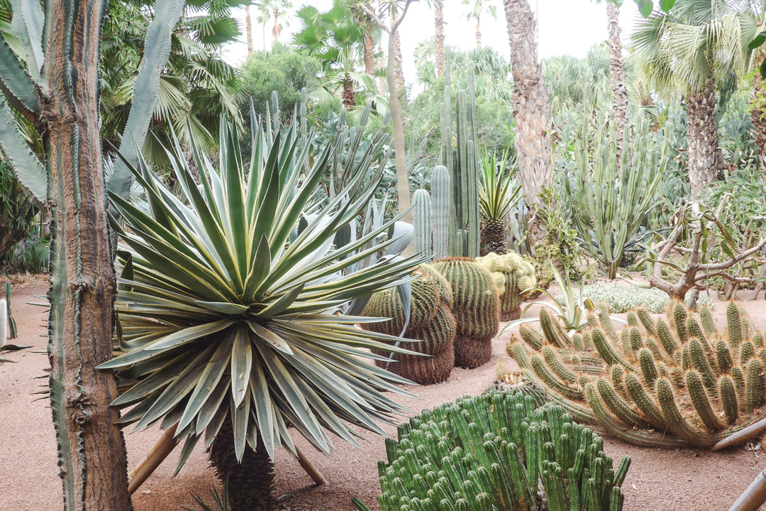 Marrakech Itinerary - Jardin Majorelle