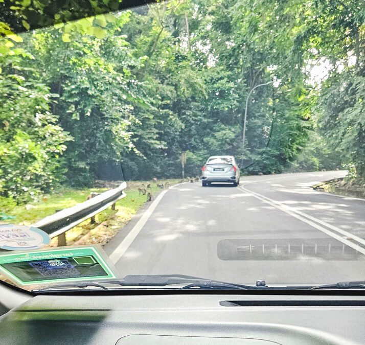 Driving in Langkawi Monkeys on road