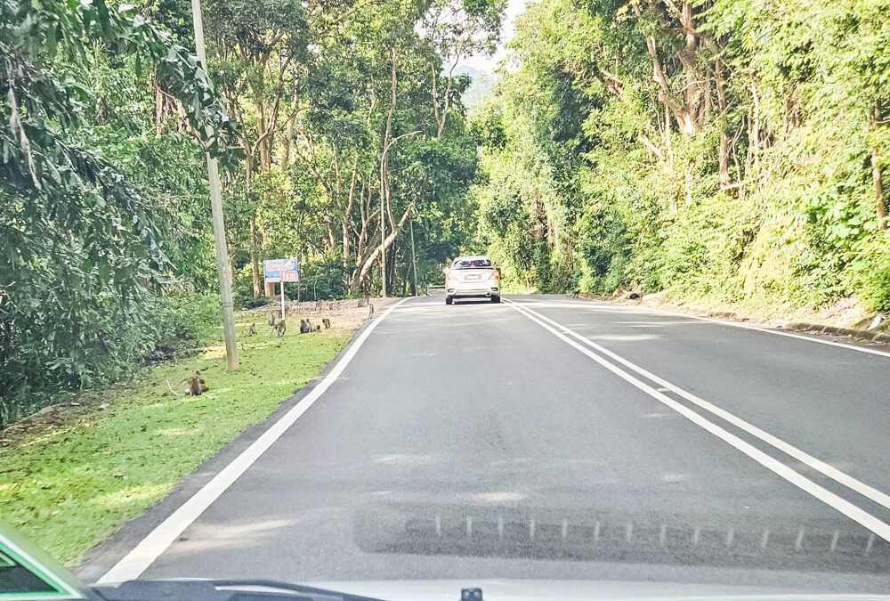 Monkeys on road in Langkawi