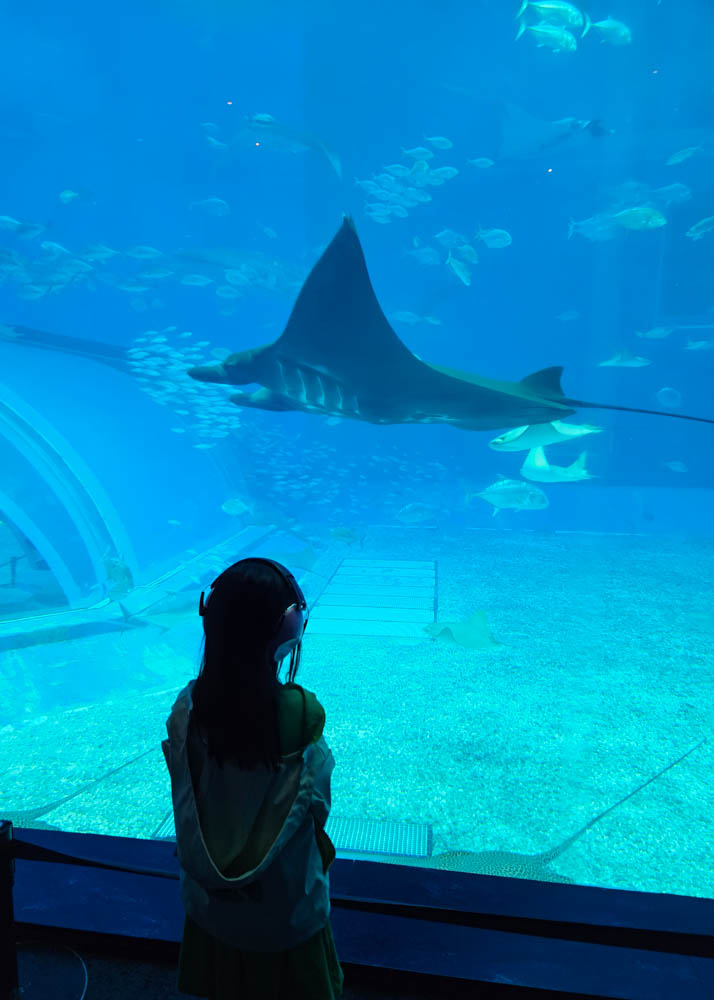 Manta Ray at Churaumi Aquarium