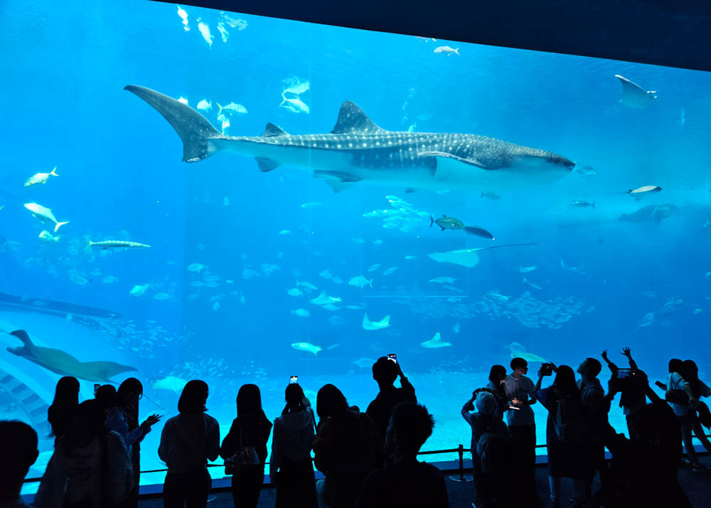 Whale Shark at Churaumi Aquarium